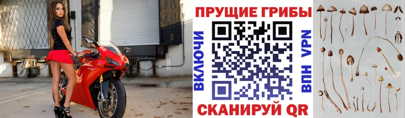 цены Суровикино Псилоцибиновые грибы ЛСД